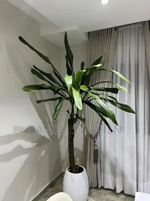 Yucca For Sell, Beautiful Natural Indoor Plants For Sale