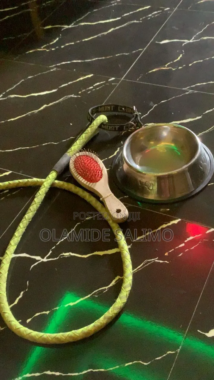 Combo for Dog