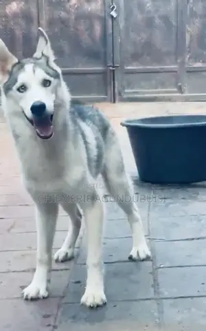 6-12 months Male Purebred Siberian Husky