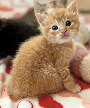 1-3 months Female Purebred American Shorthair
