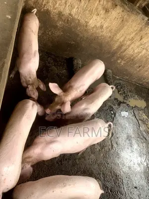 All Kinds of Pigs