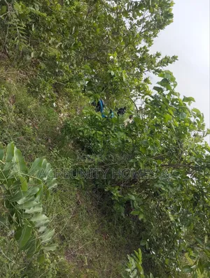 30 Acres of Farmland for Sale at Ijegun Village, Iseyin Ibadan Road