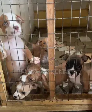 1-3 months Female Mixed Breed American Bully