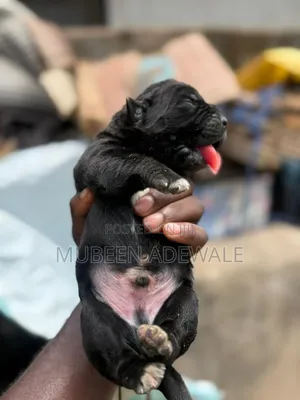 1-3 months Male Purebred Cane Corso