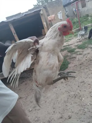 Turkey N Local Chicken Is for Sale