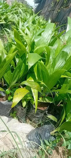 Palm Seedlings