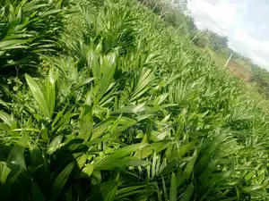 Palm Oil Seedlings Malaysia Supergene the Season Is Here Now Plant