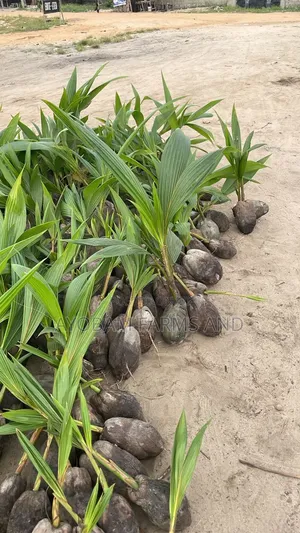 Hybrid Dwarf Green and Yellow Coconut Seedlings Available for Sale