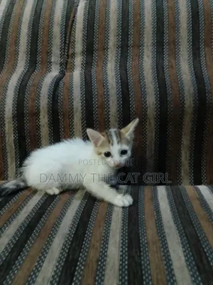 1-3 months Male Purebred American Shorthair