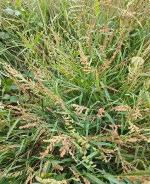 Land for Sale at Ijebu Ode