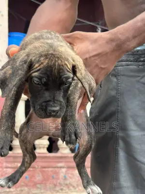 1-3 months Female Purebred Cane Corso
