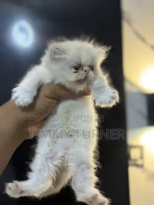 1-3 months Female Purebred Persian