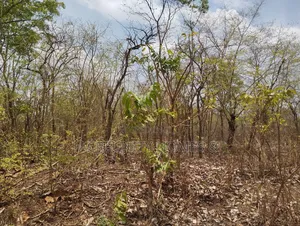 100 Acres of Farmland for Sale at Akinyel Village Abugaga Ikere Iseyin