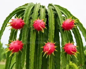 Dragon Fruit Plant Seedlings