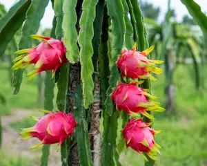 Dragon Fruit Plant Seedlings