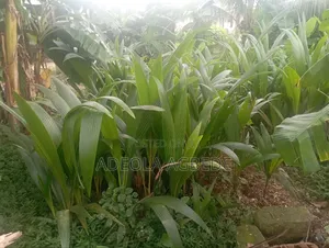Dwarf and Hybrid Coconut