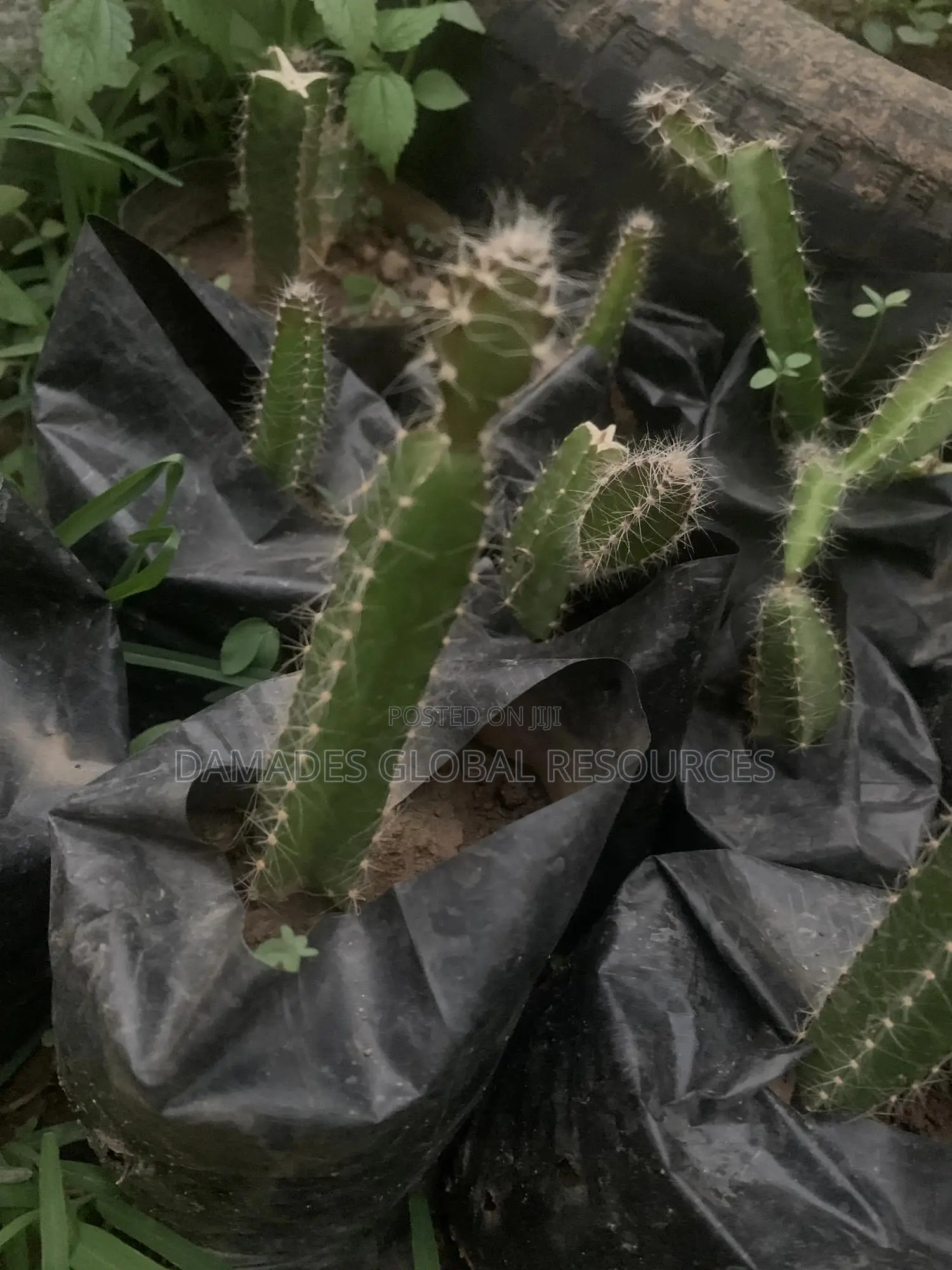 Dragon Fruit Plant Seedlings
