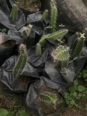 Dragon Fruit Plant Seedlings