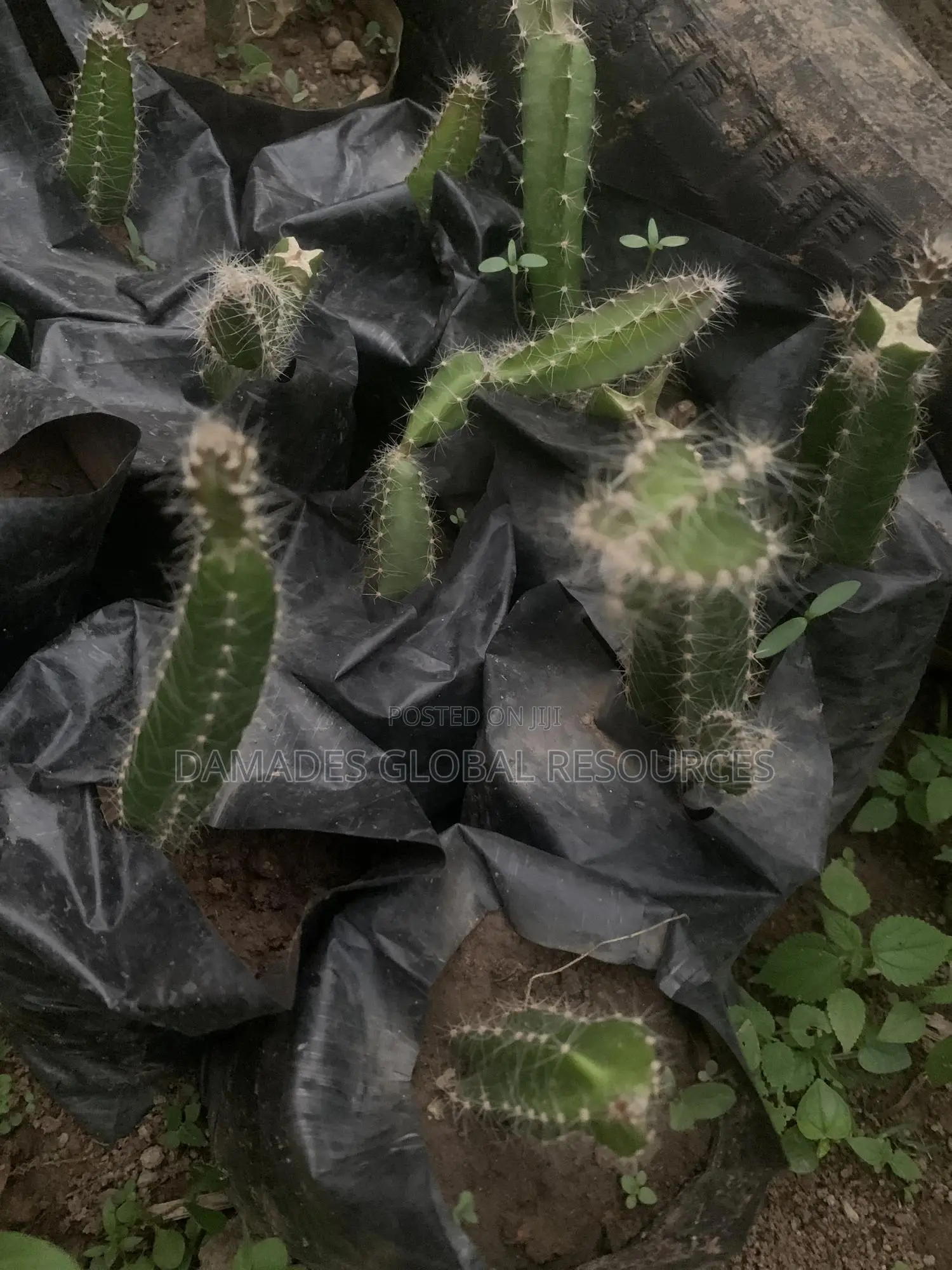 Dragon Fruit Plant Seedlings