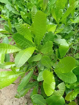 Hybrid Cashew Seedlings