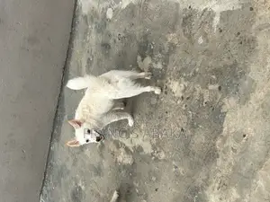6-12 months Male Purebred American Eskimo