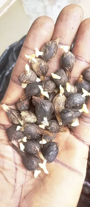 Hybrid Tenera Oil Palm Sprouted Seeds.