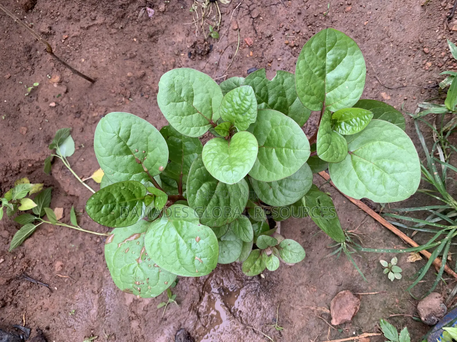 Spinach Seedlings