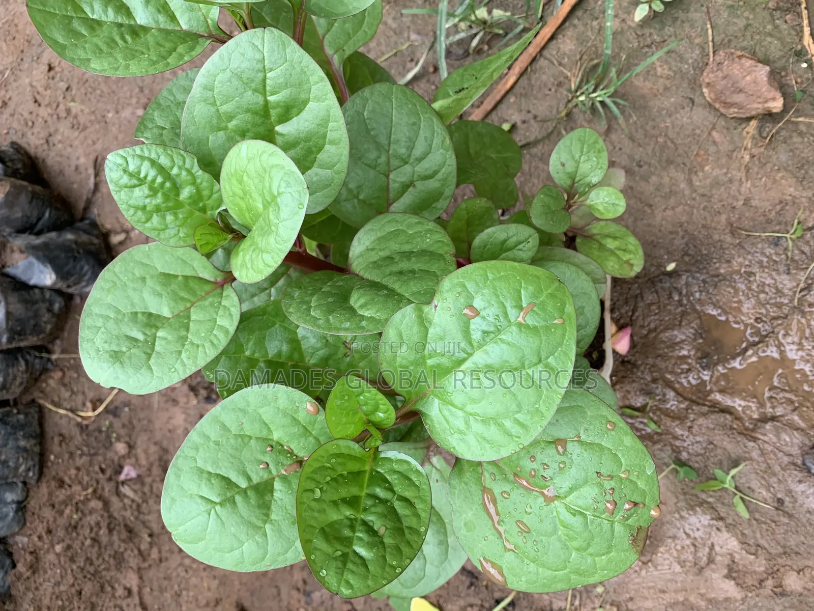 Spinach Seedlings