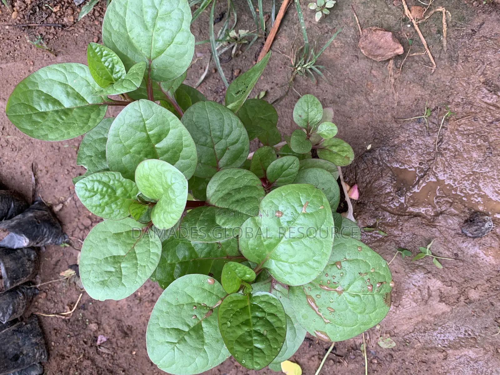 Spinach Seedlings