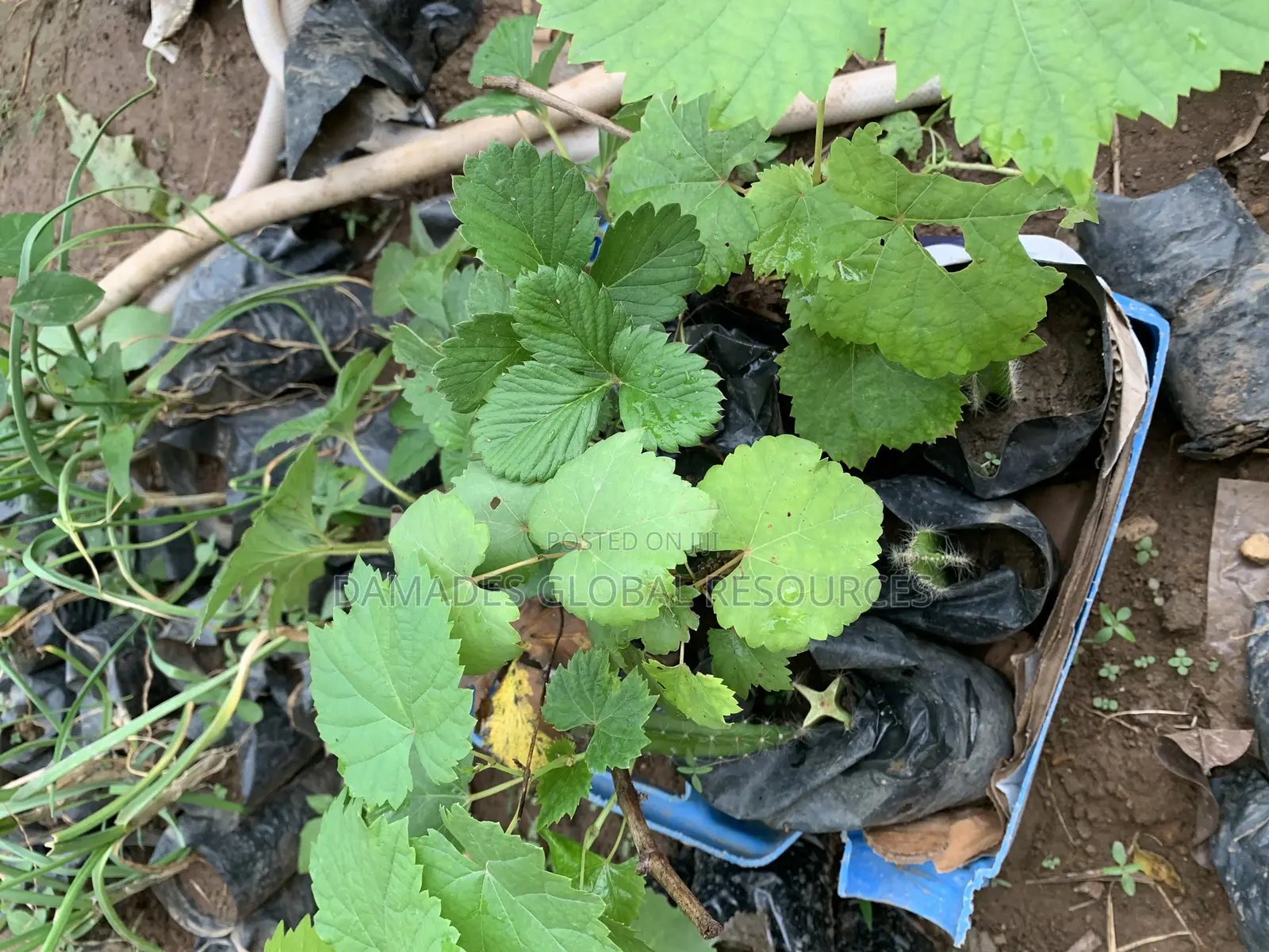 Grapevine Seedlings