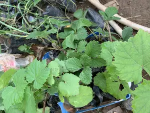 Grapevine Seedlings