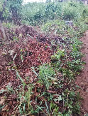 Half Plot of Land