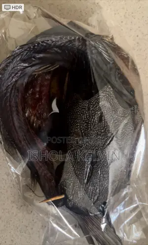 Cat Fish For Sale