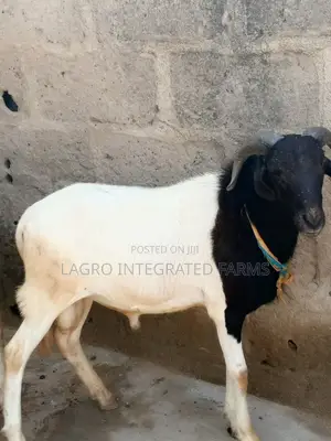 Mature Ram for Sale