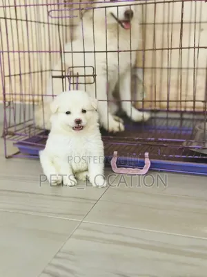1-3 months Female Purebred American Eskimo