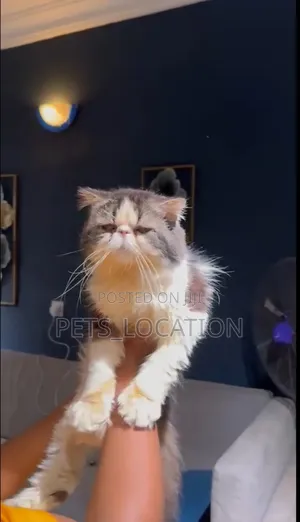 1+ year Male Purebred Persian