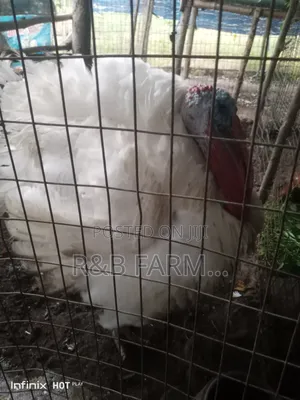 Imported Turkey Available for Sale