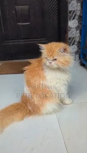 1+ year Female Purebred Persian
