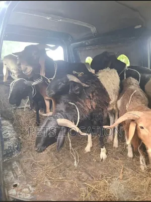 Festive Ram Are Avaliable