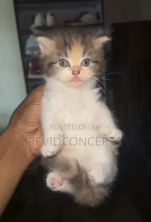 1-3 months Female Purebred Persian