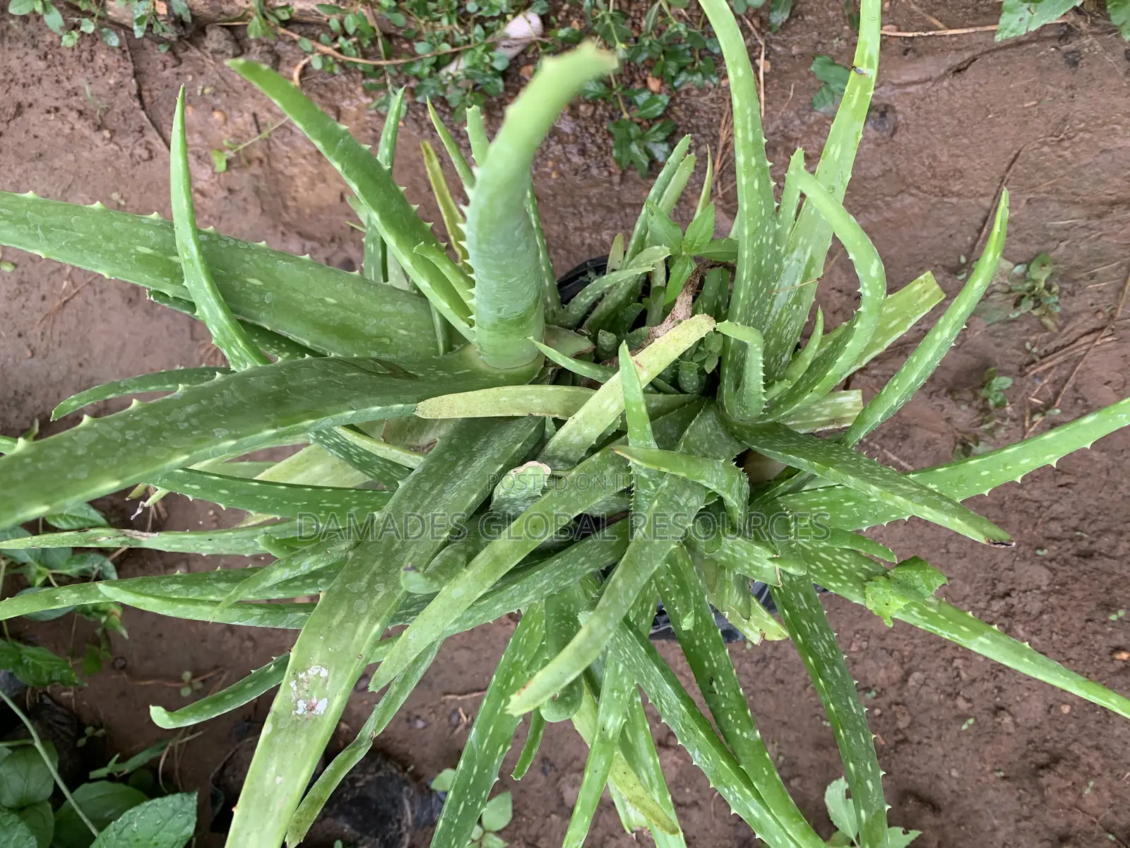 Aloe Vera Seedlings