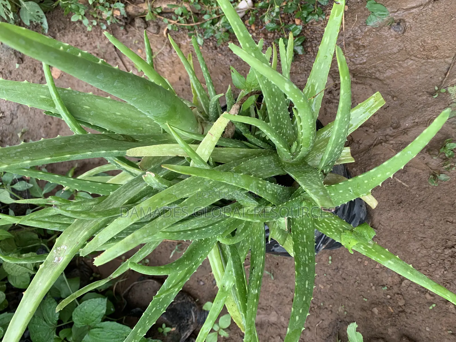 Aloe Vera Seedlings