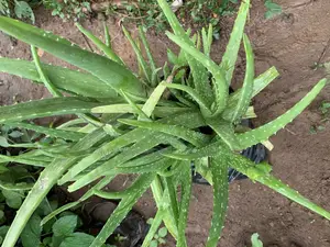 Aloe Vera Seedlings