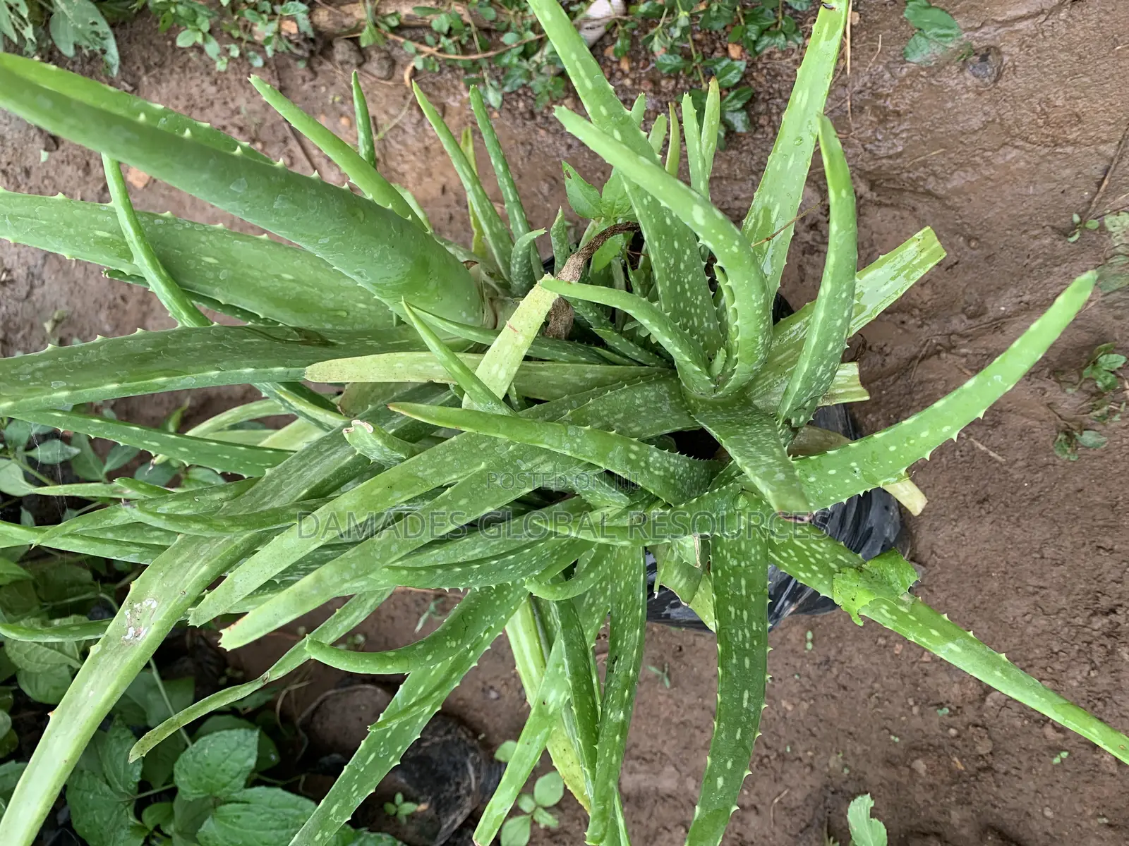 Aloe Vera Seedlings