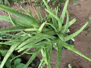 Aloe Vera Seedlings