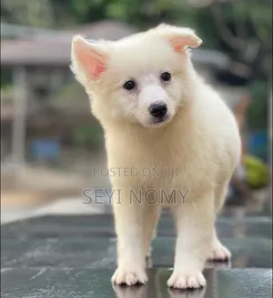 3-6 months Female Purebred American Eskimo