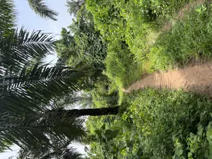 140 Acres for Sale at Alabata Very Close to the Town Odeda