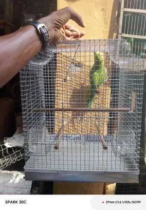 Indian Ring Neck Parrots