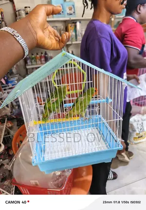 Lovebirds Colorful Bird Are Available