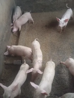 Quality Weaners for Sale
